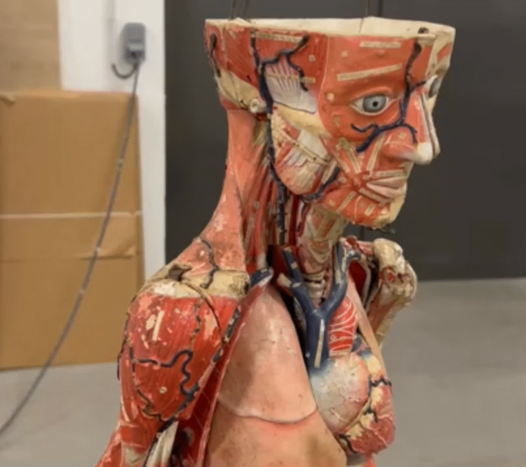 Le musée Dobrée accueille un écorché de 188 ans à Nantes pour sa première exposition temporaire