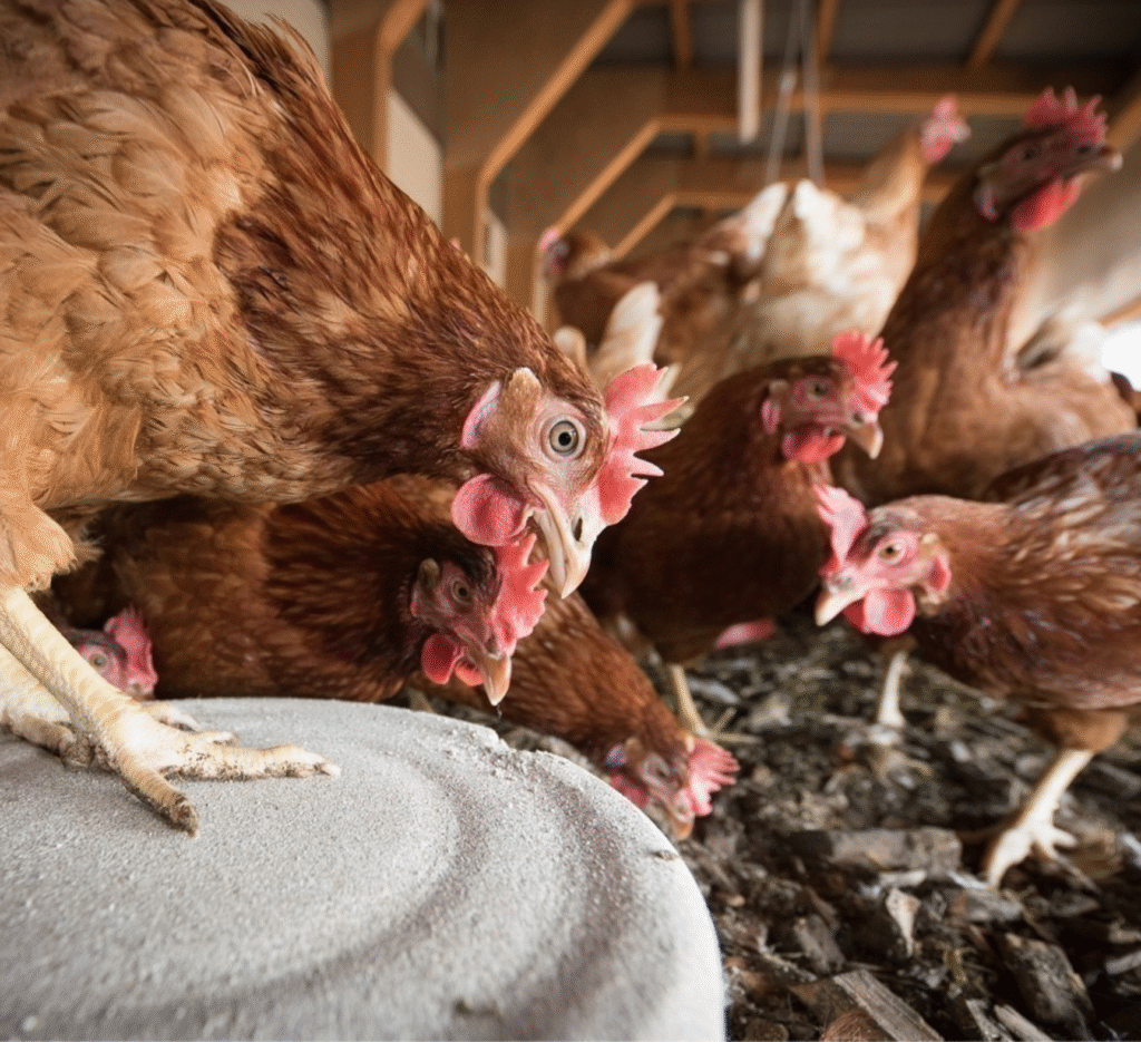 1 500 poules vendues pour les sauver de l’abattoir, près de Nantes « On leur offre une nouvelle vie »