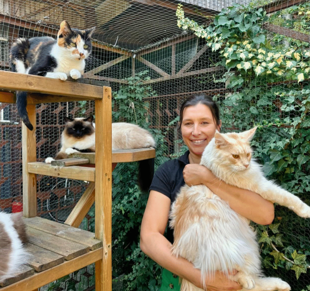 L’Hôtel Georges Cat à Vertou : le refuge haut de gamme pour les chats nantais