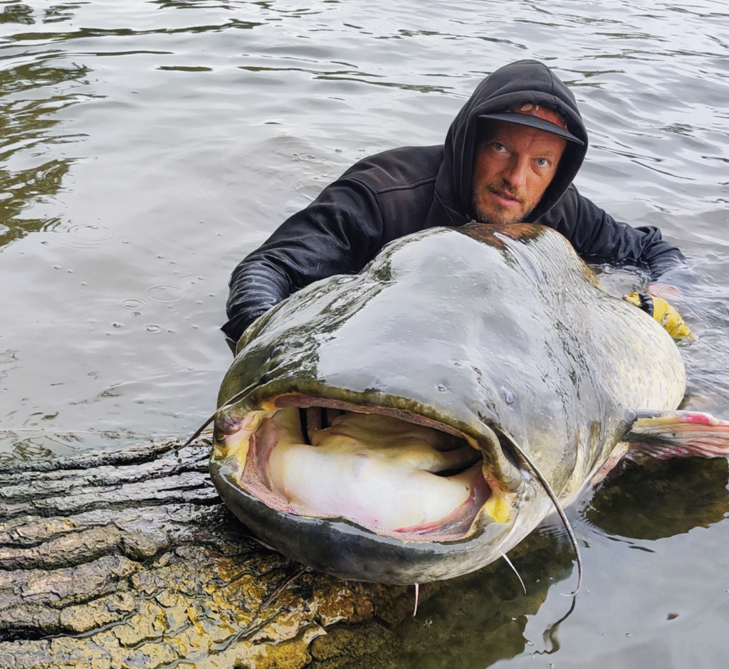 Silure en Loire-Atlantique : techniques, conseils et secrets de pêche du géant des rivières