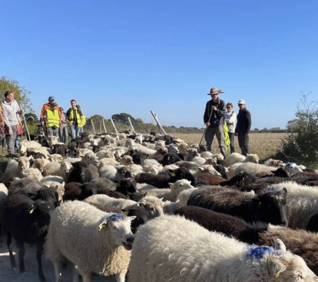 Transhumance à la mode Côte de Jade : 370 moutons en route vers le littoral !
