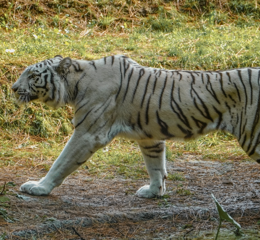 Asia, la tigresse blanche du zoo de La Flèche, fait sensation auprès des visiteurs