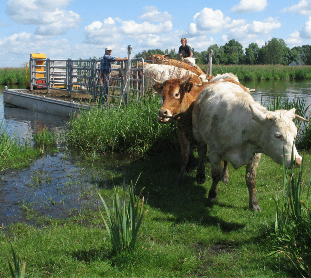 Entre Les Ponts-de-Cé et Nantes, des bacs agricoles pour reconnecter les éleveurs à leurs îles de Loire
