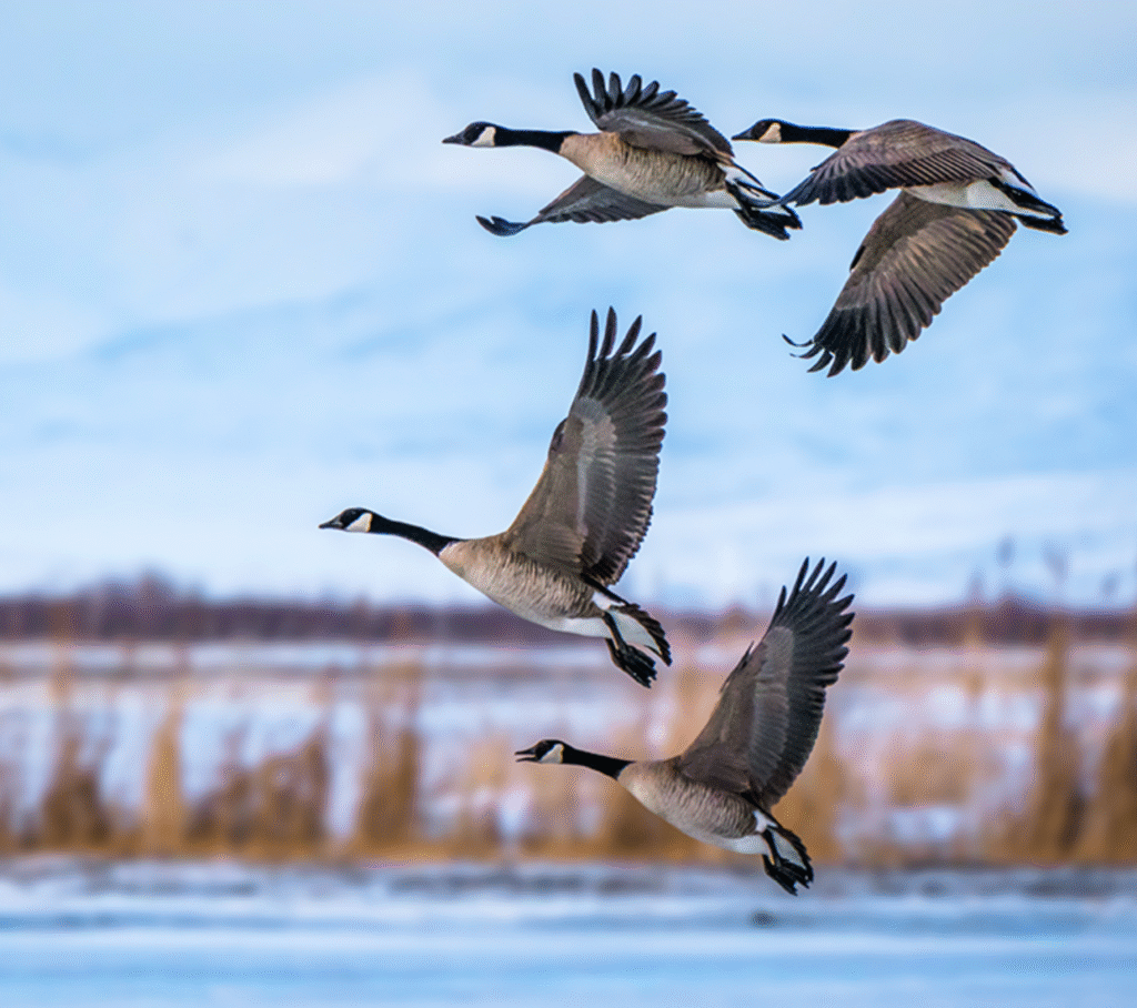 Grand-Lieu en automne : le grand chassé-croisé des oiseaux migrateurs