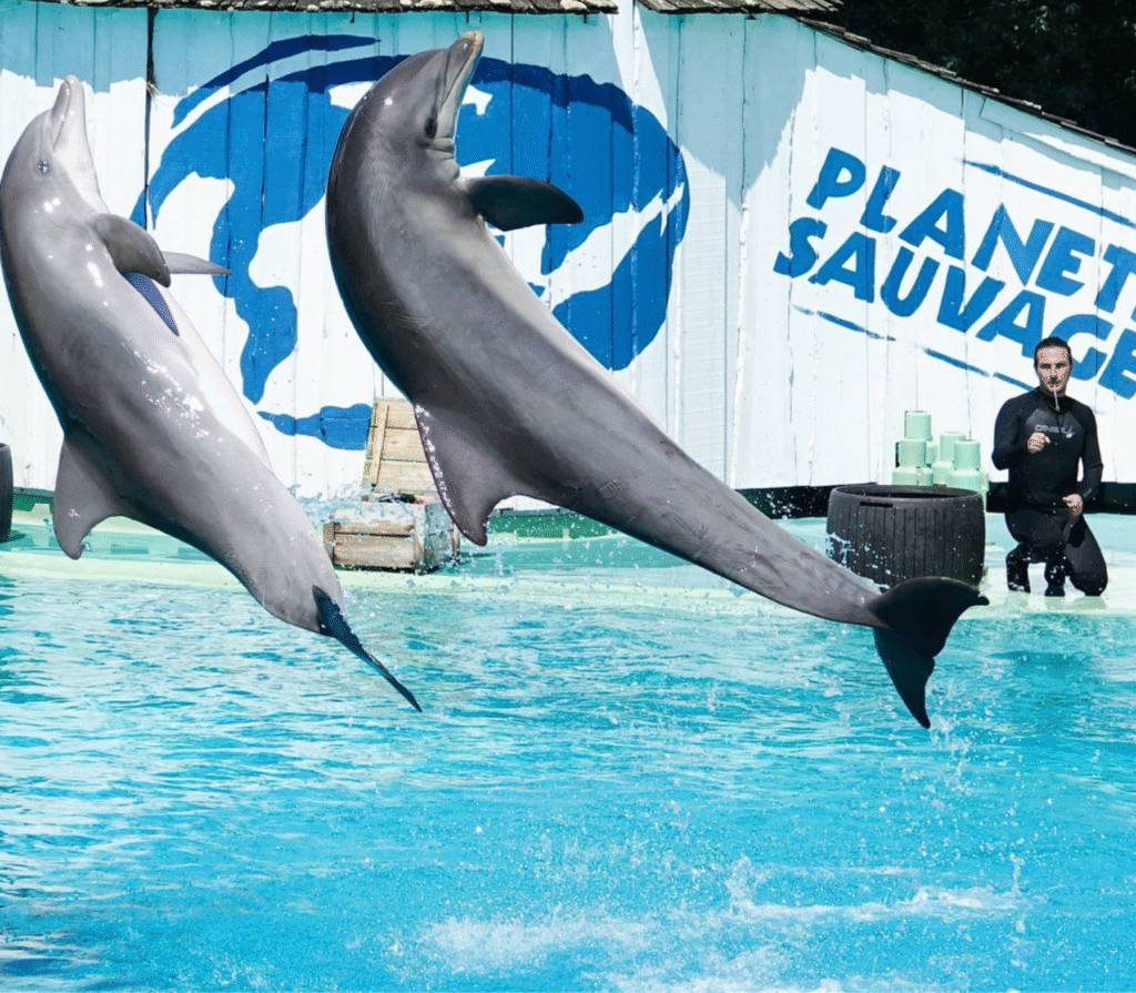 Les dauphins de Planète Sauvage rejoindront le Zoo de Beauval en 2027