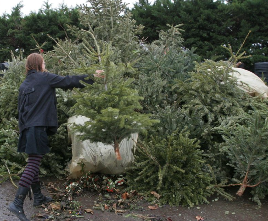 À Nantes, onze points de collecte pour recycler son sapin de Noël et nourrir les jardins de la ville