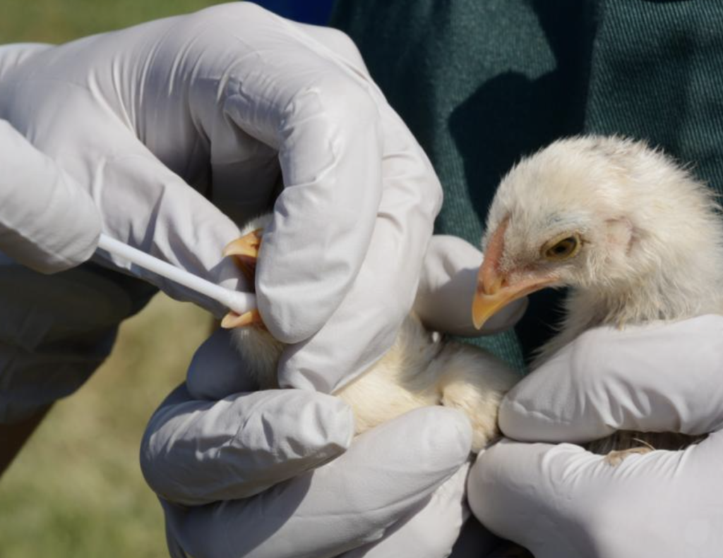 Grippe aviaire : le préfet déconseille les promenades autour des lacs et rivières au sud de la Loire-Atlantique