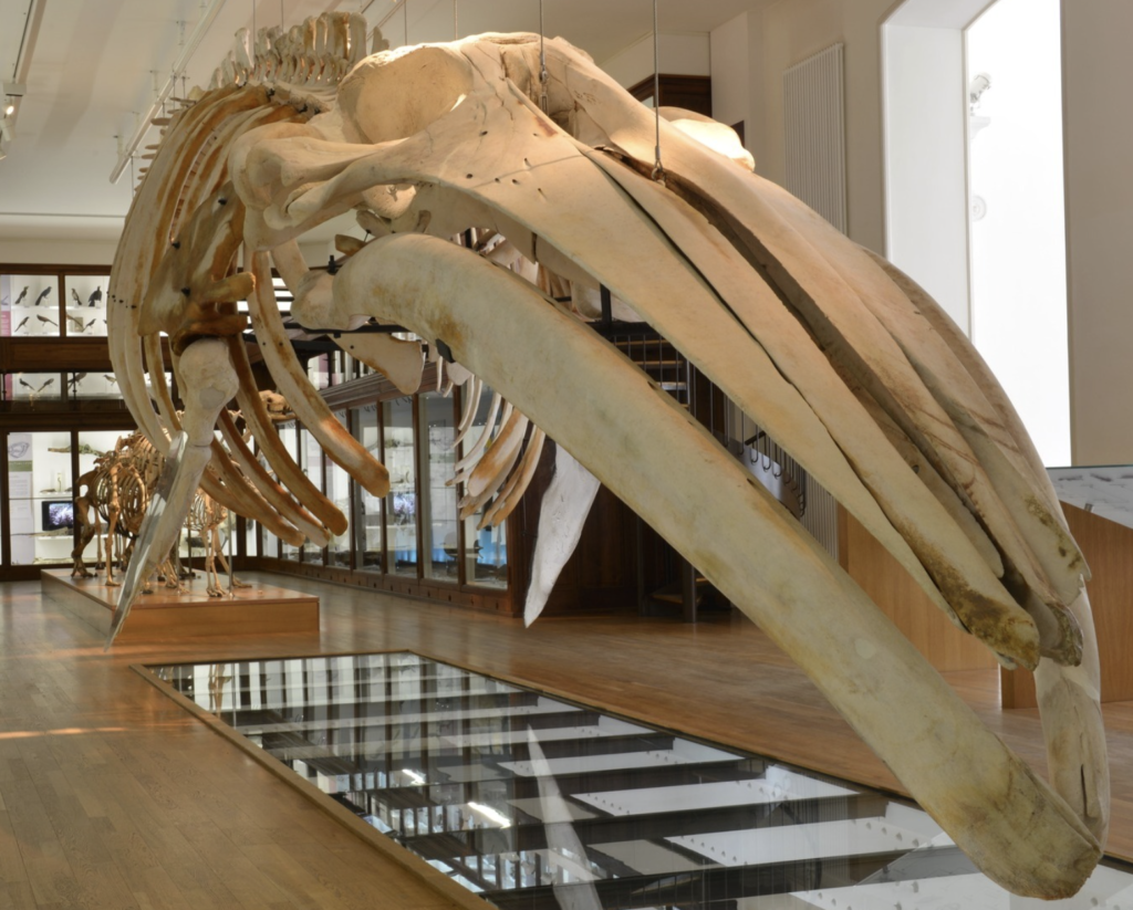 Muséum de Nantes : la baleine, dernière pièce à être démontée avant son transfert