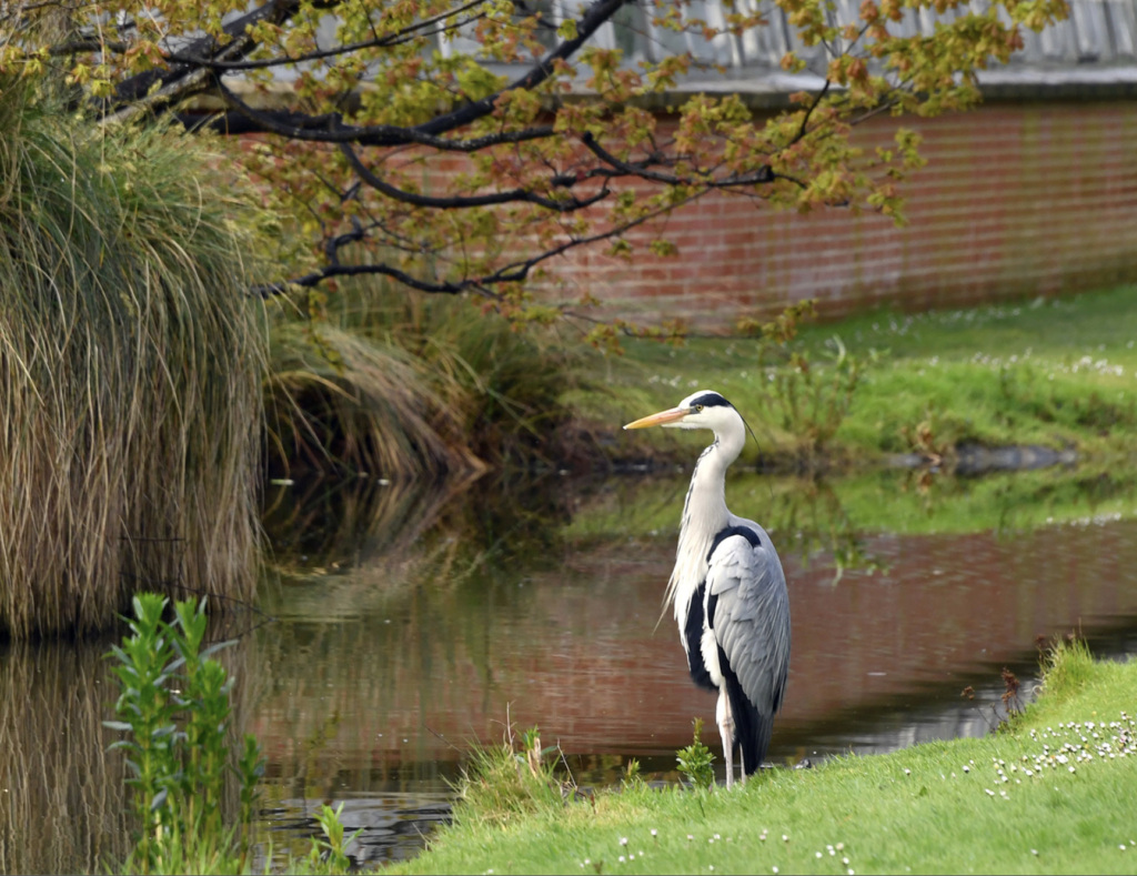 À Nantes, les « oasis de biodiversité » transforment les quartiers pour faire revenir la nature