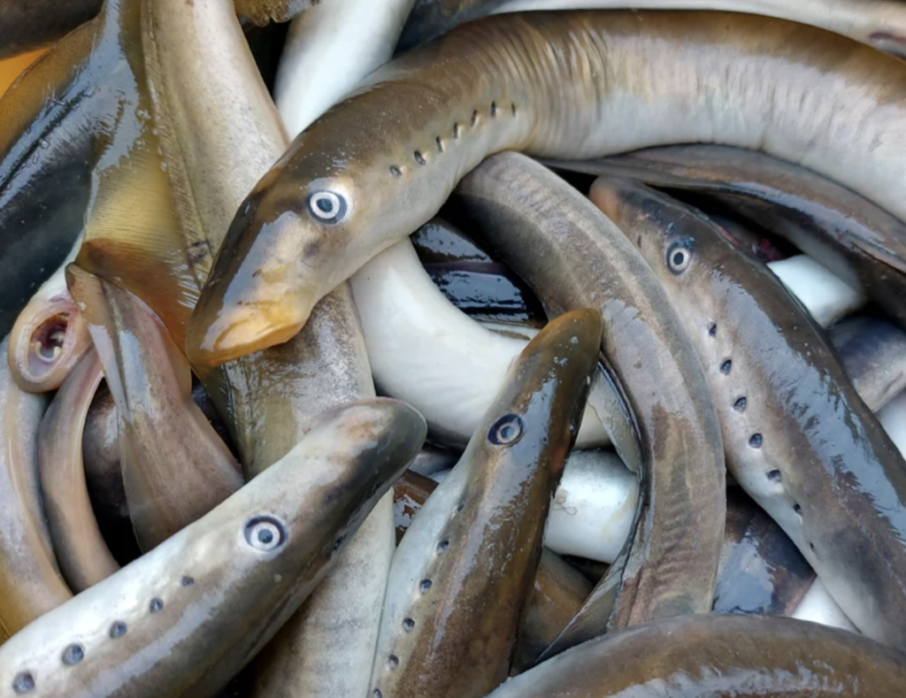 Loire-Atlantique : une saison de pêche raccourcie pour l’alose et la lamproie
