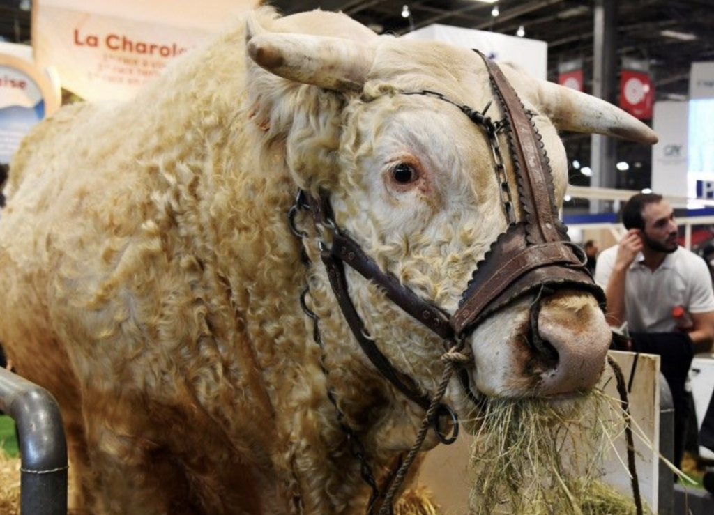 Salon de l’Agriculture 2026 : les bovins absents pour la première fois de l’histoire de l’événement