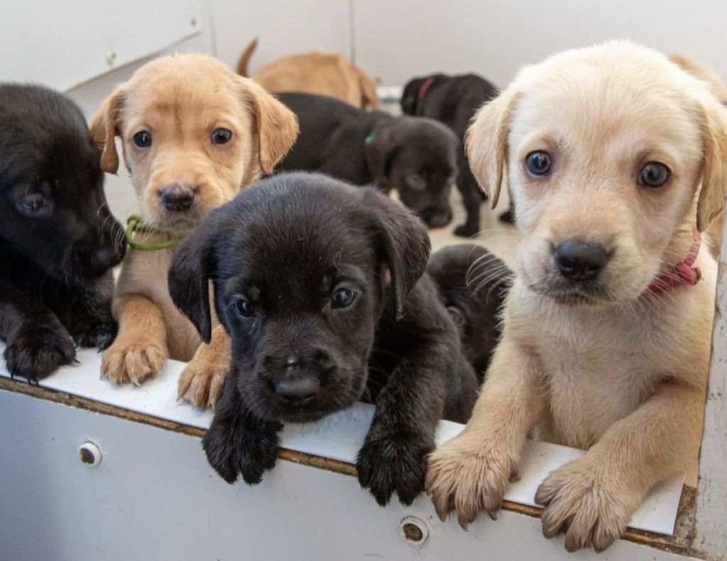 Salon Du Chiot Nantes