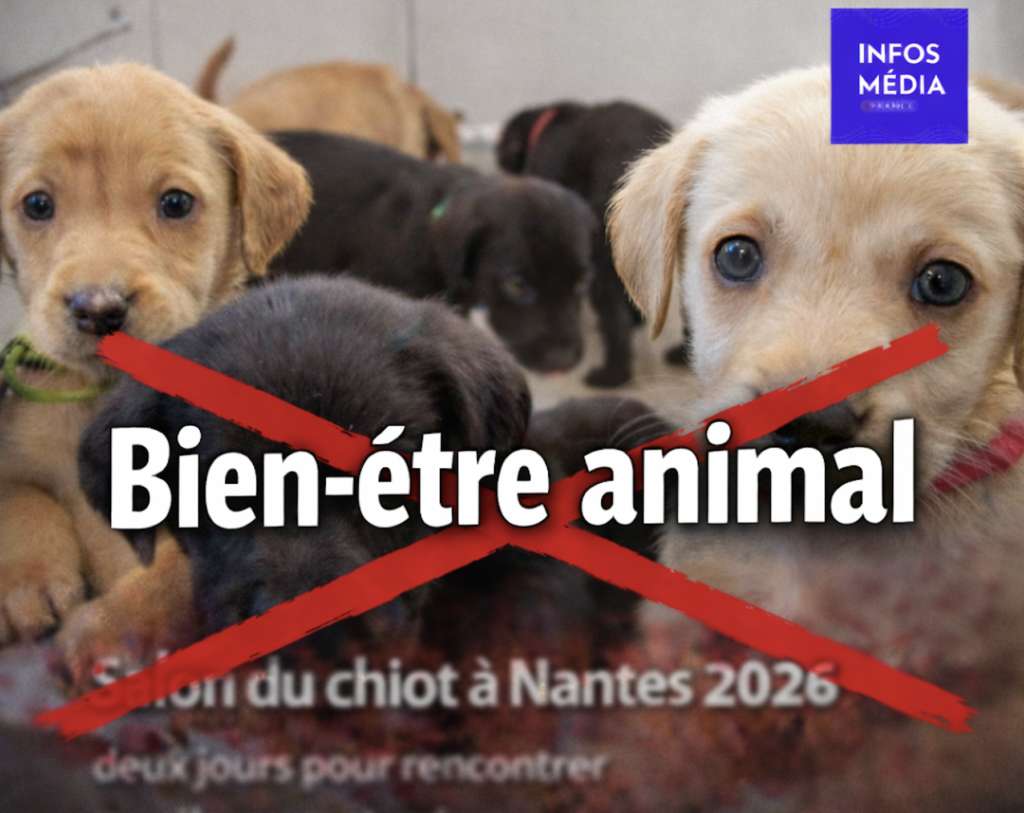 Salons du chiot, bien-être animal, refuges saturés : la polémique relancée à Nantes