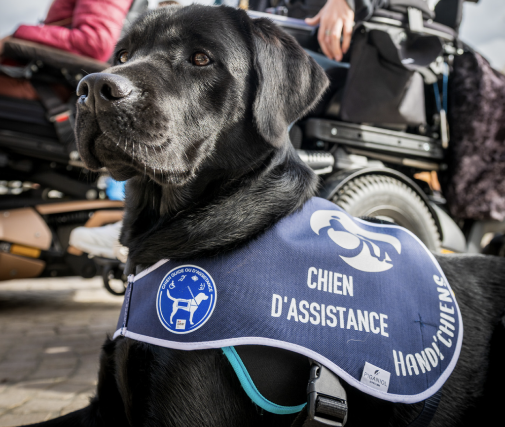 Loire-Atlantique : devenez famille d’accueil pour un futur chien d’assistance Handi’Chiens