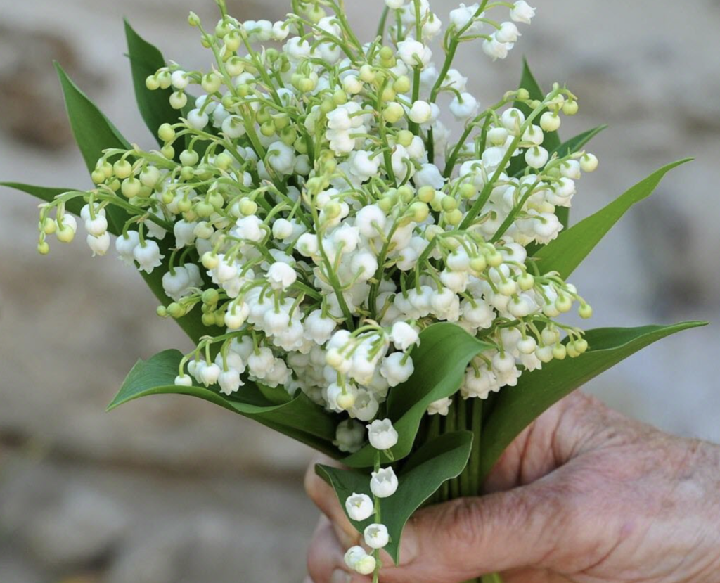 150 millions de brins à récolter : près de 2 000 emplois saisonniers pour la cueillette du muguet en Loire-Atlantique