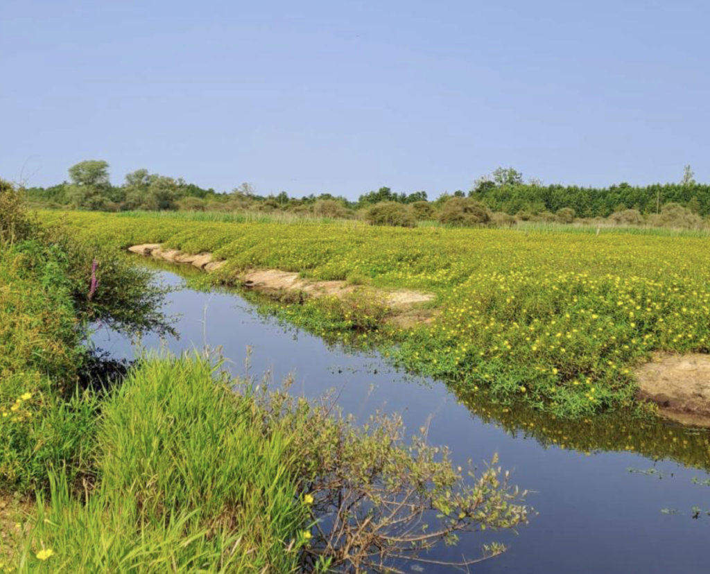 582 hectares protégés : un futur sanctuaire naturel dans les marais de Mazerolles près de Nantes