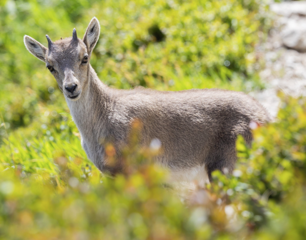 Braconnage en Loire-Atlantique : des actes illégaux qui inquiètent chasseurs et autorités