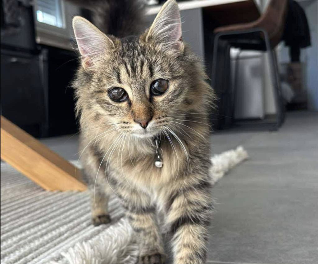 Loire-Atlantique : le refuge Le Coeur des Chats’Mannes lance un appel à bénévoles et familles d’accueil