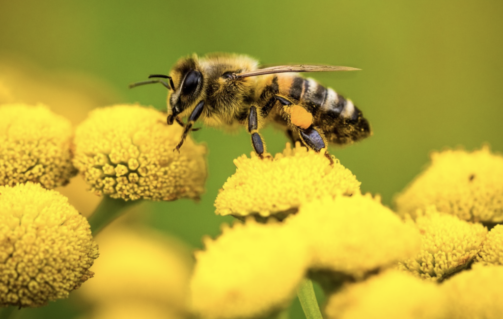 À Sainte-Luce-sur-Loire, une conférence pour mieux comprendre la diversité des abeilles le 29 avril 2026