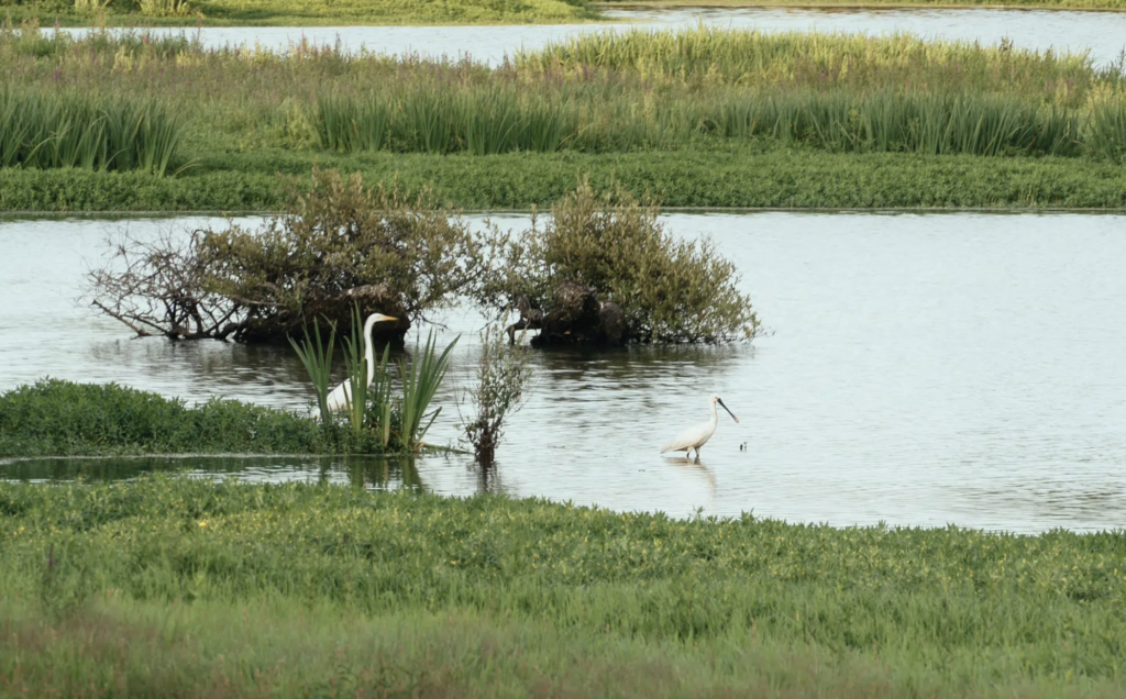 Grand-Lieu : une matinée pour observer les oiseaux migrateurs près de Nantes