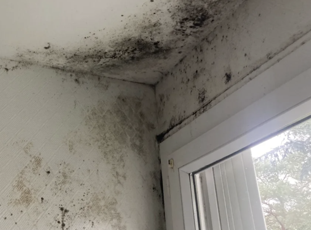 Moisissures dans les logements à Nantes et en Loire-Atlantique : causes, nettoyage et responsabilités