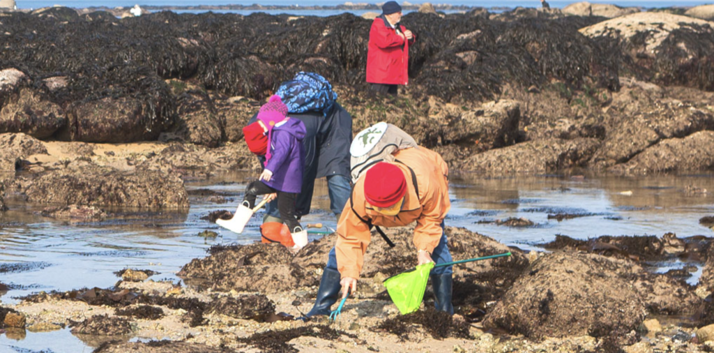 Algue toxique en Loire-Atlantique : la pêche à pied interdite sur une partie du littoral nord
