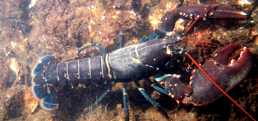 Au Croisic, l’Océarium se mobilise pour préserver le homard de l’Atlantique