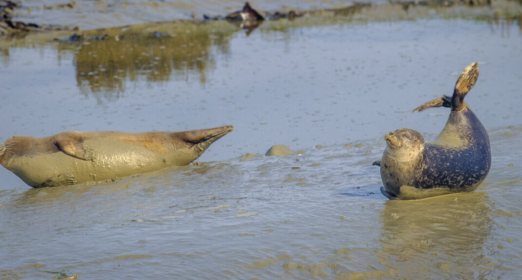 Baie de Saint-Brieuc : trois phoques veaux-marins suivis par la Réserve naturelle