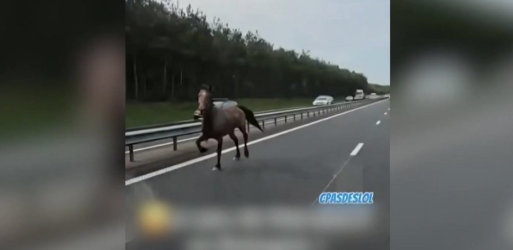 Près de Rennes : des chevaux filmés à contresens sur l’A84, aucune victime à déplorer