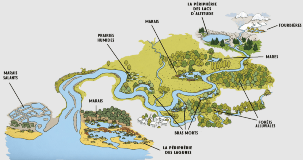 Espaces naturels sensibles en Loire-Atlantique : pourquoi les zones humides sont essentielles pour l’eau