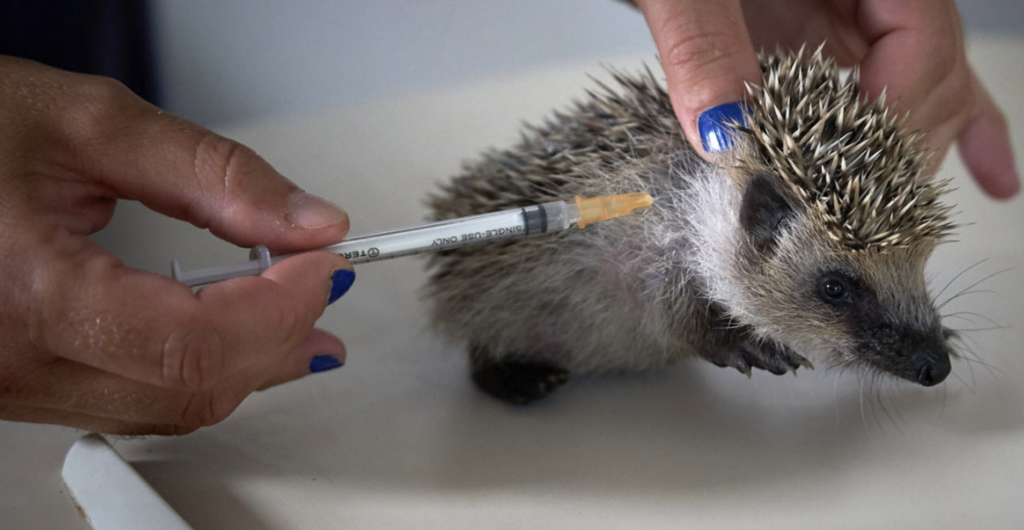 Canicule à Nantes : le centre vétérinaire de la faune sauvage débordé par l’arrivée d’animaux blessés
