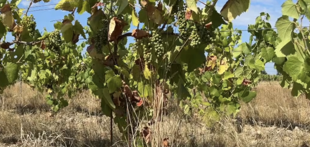 Canicule dans le vignoble nantais : des grappes brûlées et une récolte sous tension
