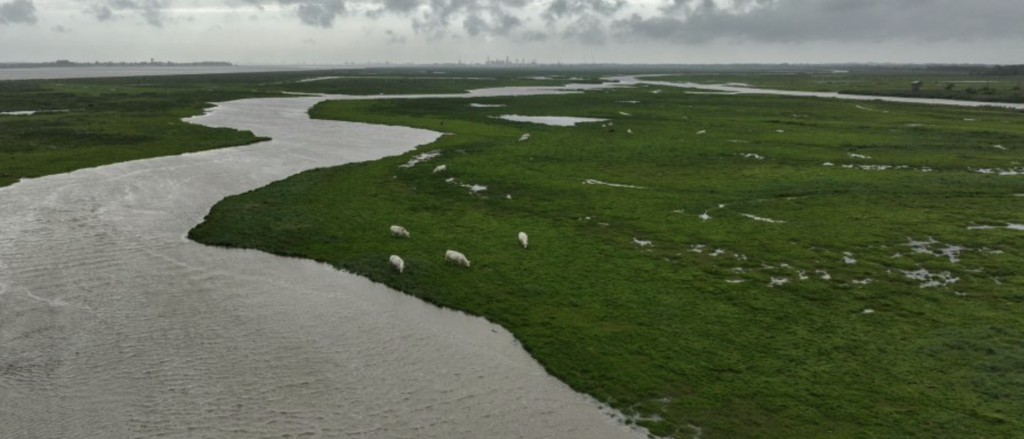 Estuaire de la Loire : 70 acteurs réunis pour préparer l’avenir des marais