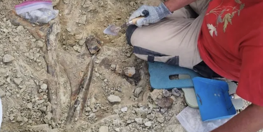 Muséum de Nantes : la chasse au dinosaure s’achève dans le Wyoming avec deux sauropodes découverts