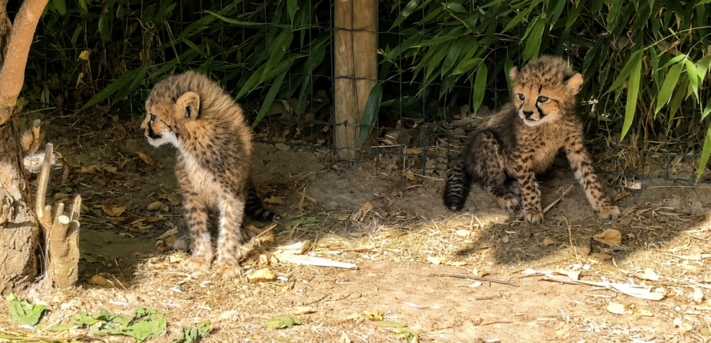 Trois guépards et treize petits saïmiris : un baby-boom au Zoo de La Boissière du Doré
