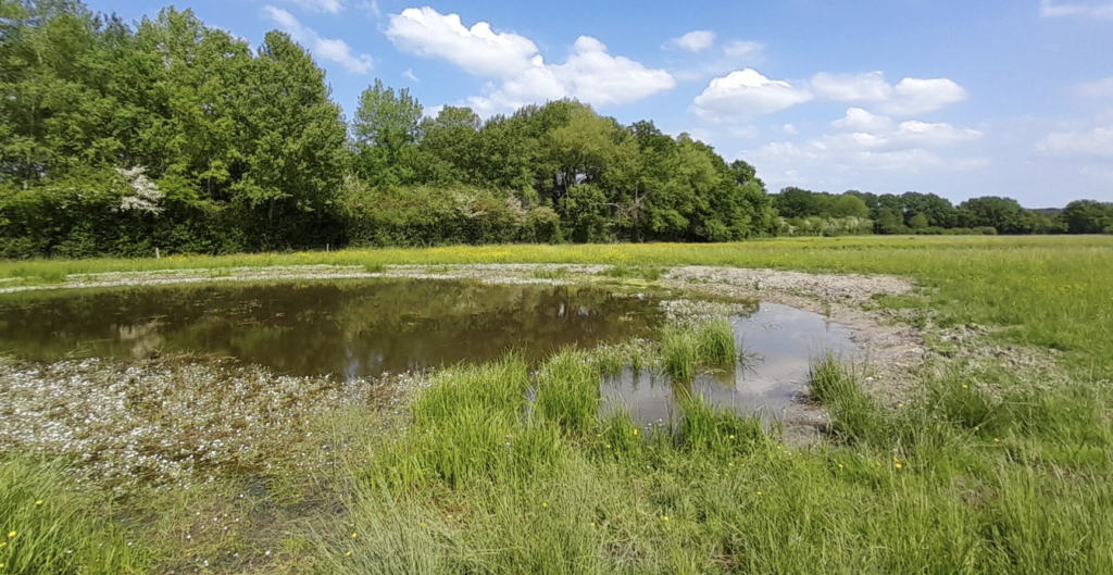 Vendée : près de 300 mares et zones humides pour protéger l’eau potable d’ici 2027