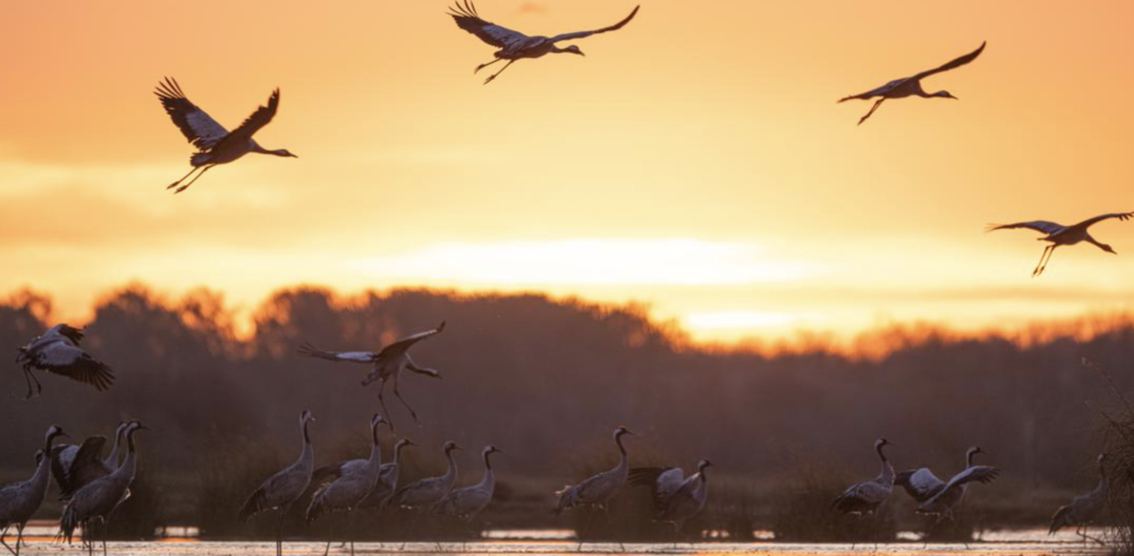 À moins de deux heures de Nantes, cette réserve naturelle abrite plus de 275 espèces d’oiseaux