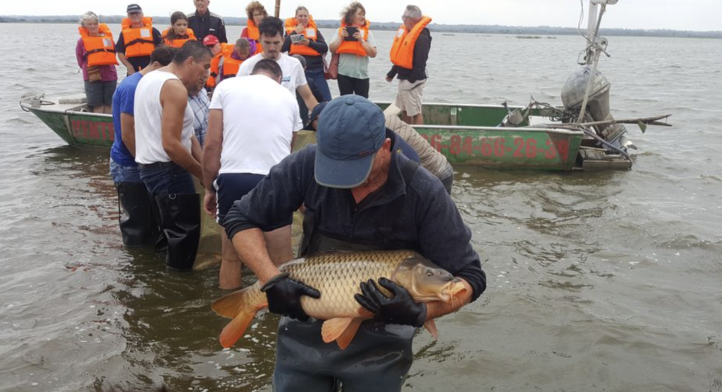 Au lac de Grand-Lieu, la Fête des pêcheurs célèbre un métier fragilisé par les cormorans et la sécheresse