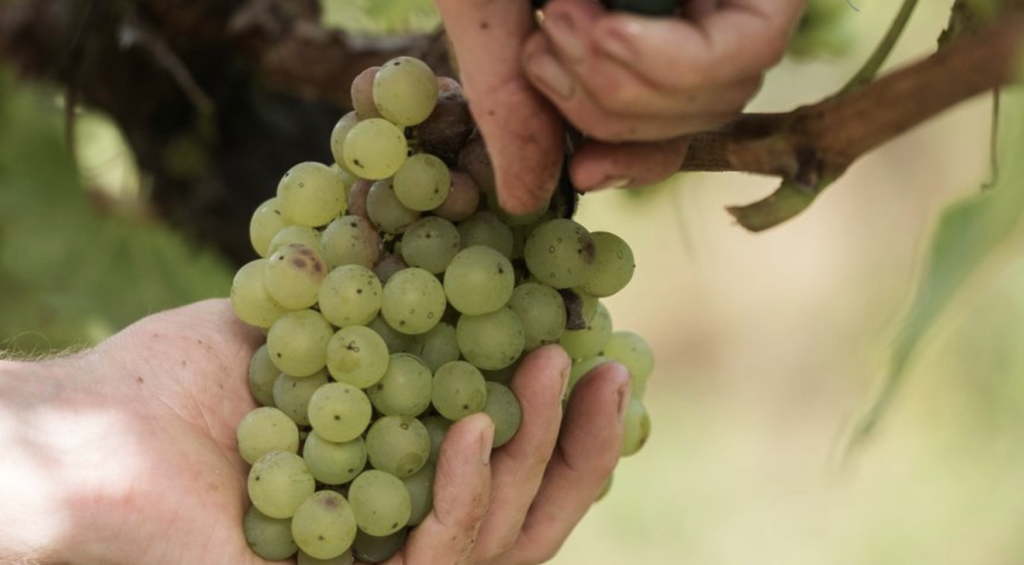 Dans le vignoble nantais, les vendanges de muscadet vont débuter avec une avance historique