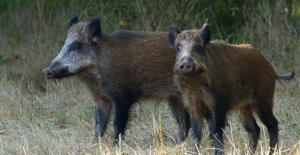En Loire-Atlantique, les sangliers restent très nombreux malgré une chasse renforcée