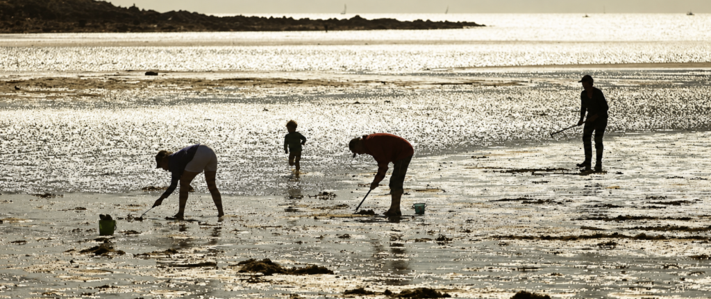 Pêche aux coquillages interdite au Pouliguen, à La Baule et à Pornichet