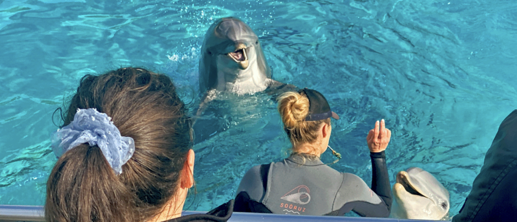 Planète Sauvage : quel avenir pour les 11 dauphins après l’abandon de Beauval ?