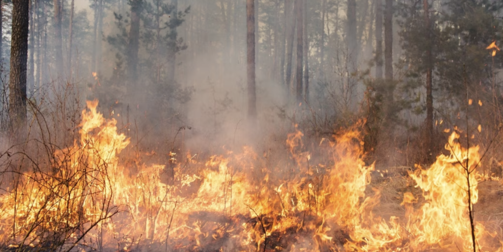 Risque de feux de forêt élevé en Loire-Atlantique : voici tout ce qui est désormais interdit