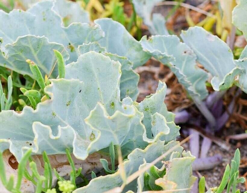 Un-pied-de-Chou-marin-Crambe-maritima-a-ete-decouvert-sur-la-plage-du-Petit-Lanroue Deux plantes rares redécouvertes sur le littoral de Piriac-sur-Mer après plusieurs décennies