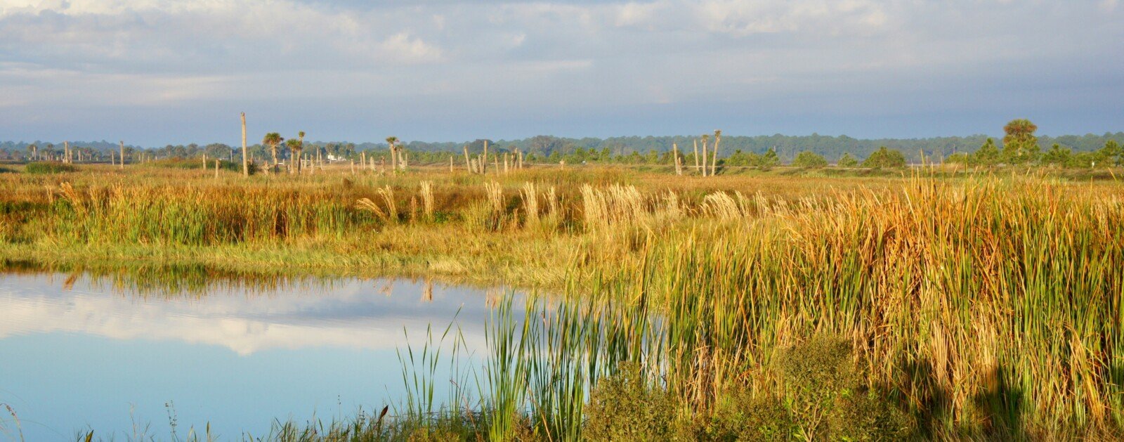 Zone humide avec végétation et plan d’eau