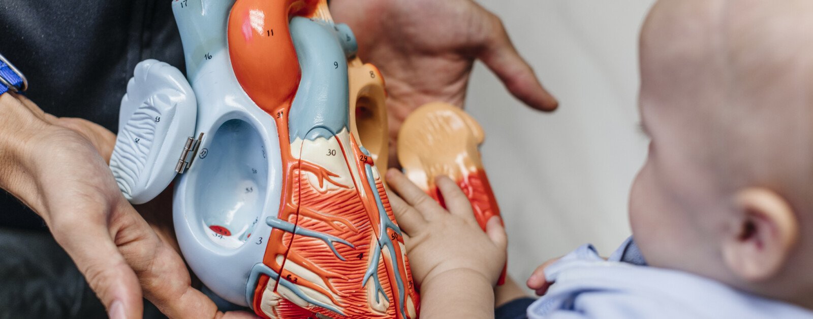 Modèle anatomique du cœur présenté à un jeune enfant