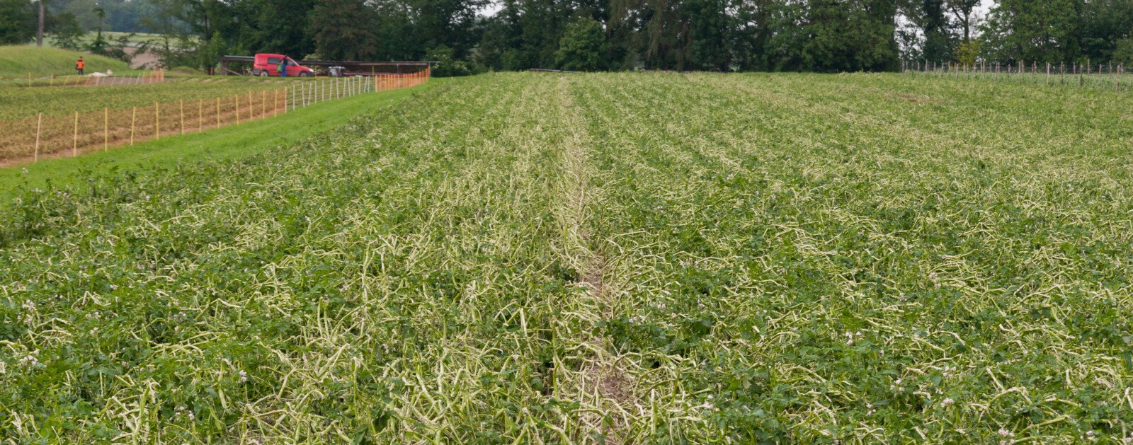 Champ agricole endommagé après un épisode de grêle