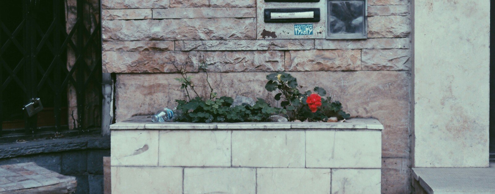 Petites fleurs poussant au pied d’un mur en ville