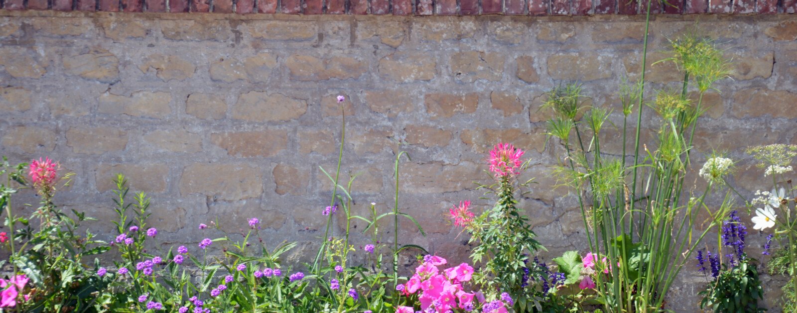 Photo d’illustration de fleurs plantées le long d’un trottoir