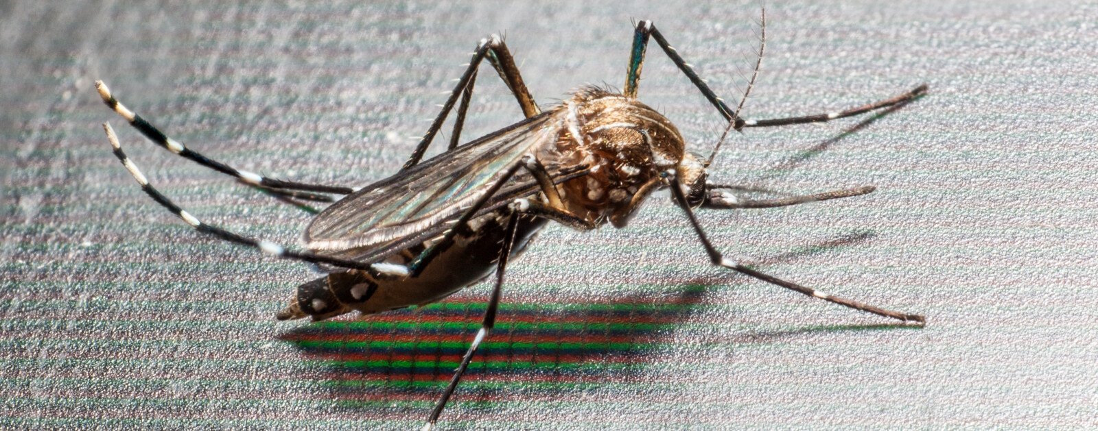 Moustique tigre Aedes albopictus, vecteur potentiel de la dengue